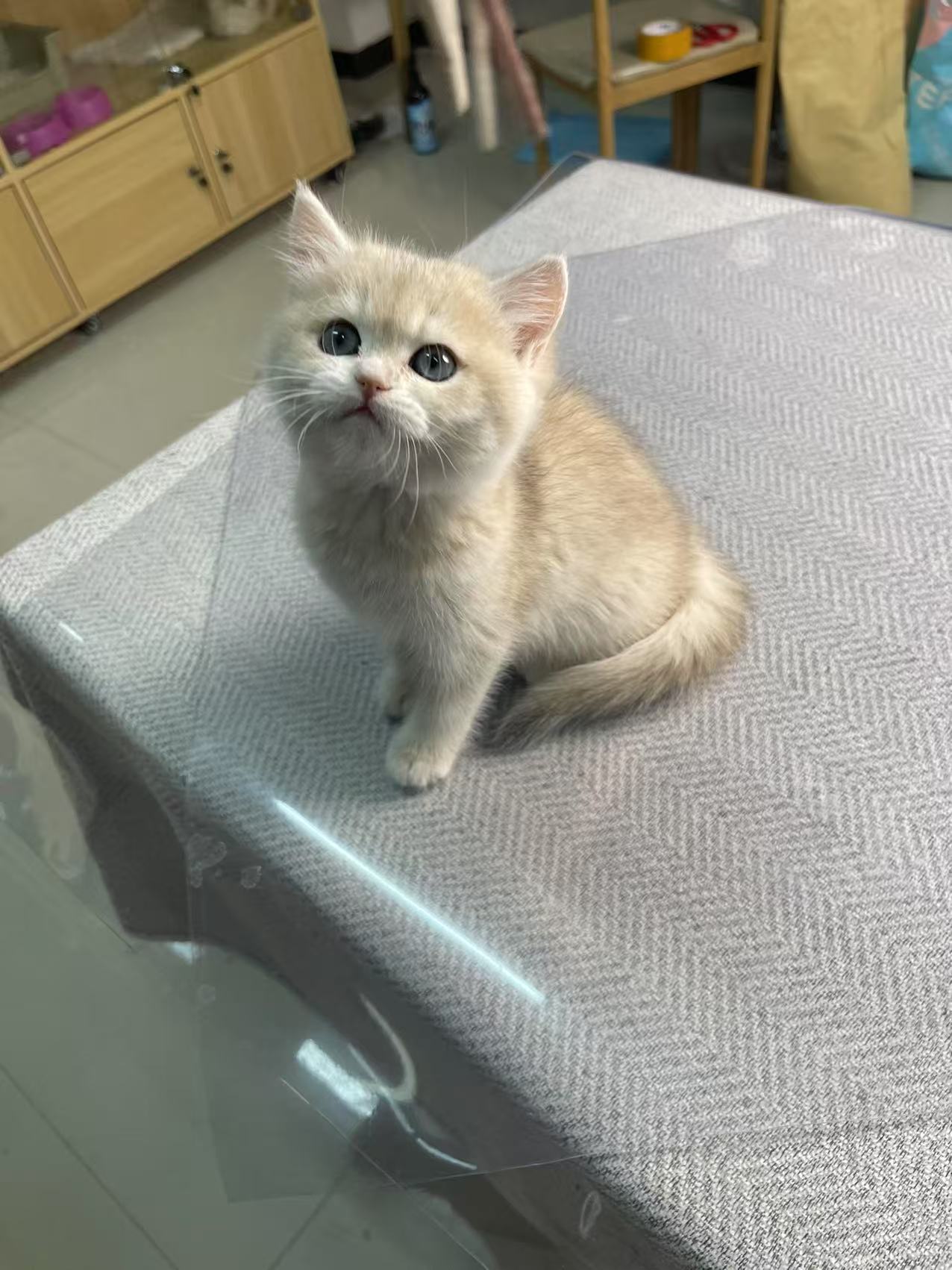 焦糖蓝金妹妹
